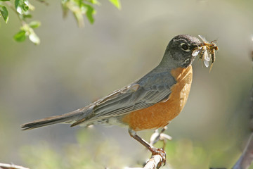 American Robin (Turdus migratorius)