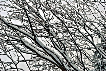 Gałęzie zimą © Myśliński_Photos