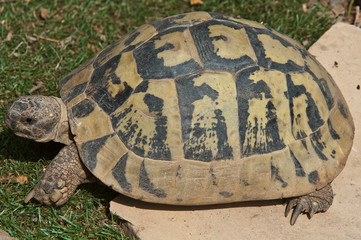 Testudo hermanni boettgeri