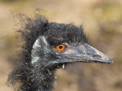 Detail of head of emu ostrich