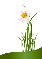 Spring Flowers. White narcissus and green grass on white