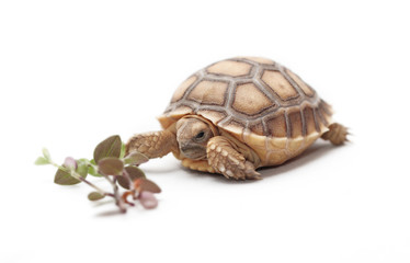 African Spurred Tortoise