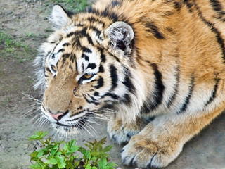 royal tiger