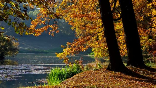 Eiche im Herbst vid 09