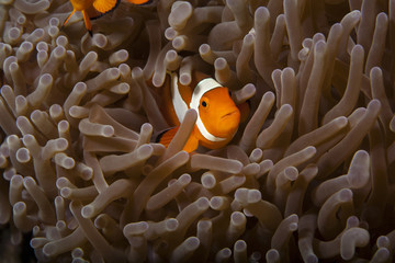 Nemo versteckt sich