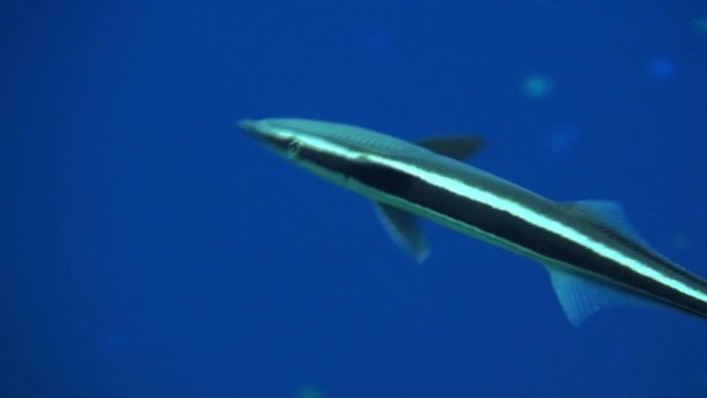 remora