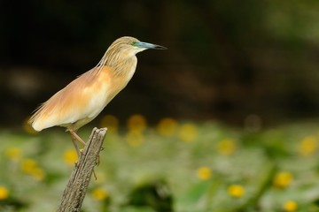 Squacco Heron