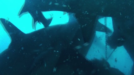 Shark feeding frenzy