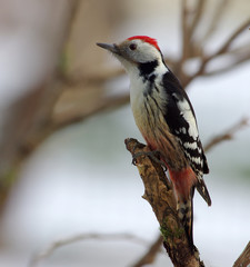 Middle spotted woodpecker