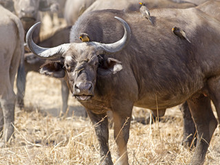 Wild African Buffalo