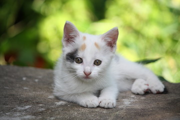 Naklejka na ściany i meble White kitten lying on the ground