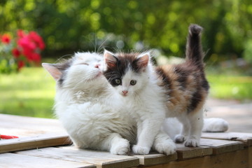 Adorable kitten resting with his mother © virgonira