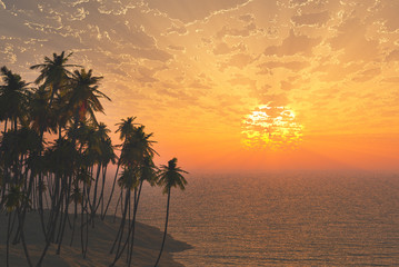 Fototapeta na wymiar Palms on sand beach at sunset
