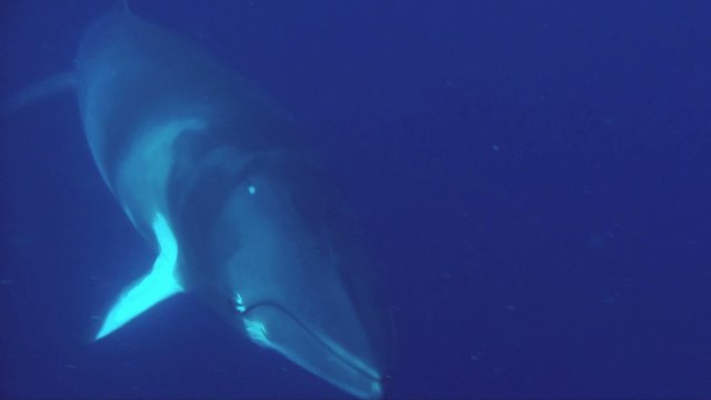 Minke whale close