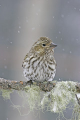 Cassin's Finch female (Carpodacus cassinii)