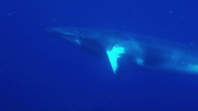 Minke whale breath