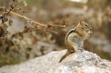 Chipmunk