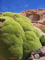 Llareta plant (Azorella compacta) - some are 3000 years old
