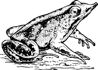 Fototapeta premium Frog rhinodermatinae