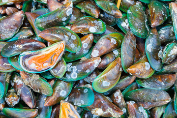 Asian green mussel was displayed and sale