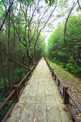 walkway in mangrove forest