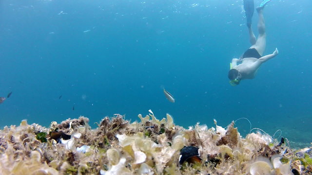 Diver, fish and shells
