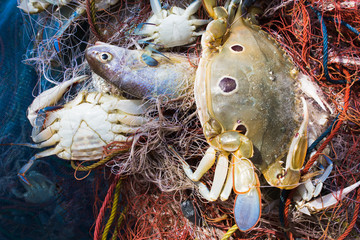 Crab and fish in a fishing nets