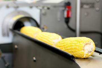 Closeup of corn production in the rails