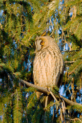 long-eared owl (Asio otus) in the tree