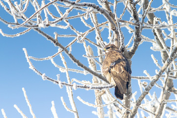 Common Buzzard ( Buteo buteo) on a branch in a winter scene