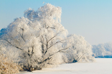 frozen lake with willow trees covered in frost