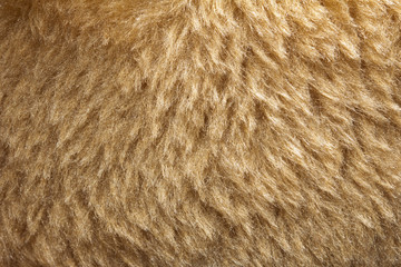 background of fur. macro