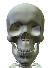 Obraz premium SKELETON - 3D