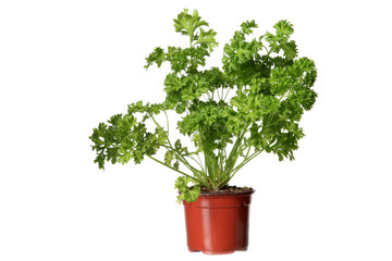 parsley herb plant growing in the  pot