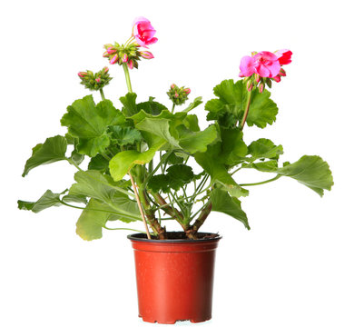 Pink geraniums in a pot