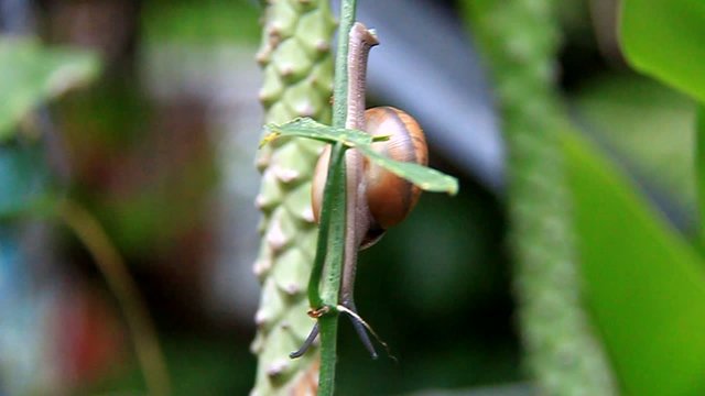 Common snail slowly climbing up