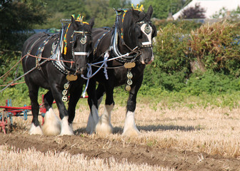 Two Heavy Shire Horses Pulling a Vintage Plough.