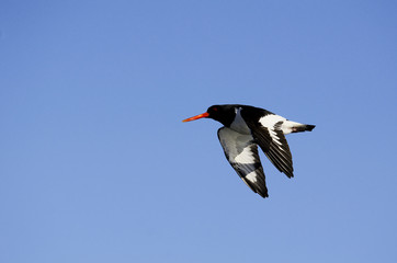 Eurasian Oystercatcher