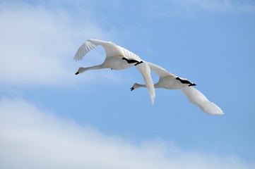 白鳥の飛翔