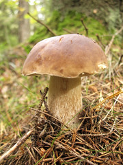 Cep (Boletus edulis) in a forest