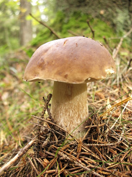 Cep (Boletus edulis) in a forest