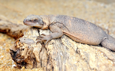 Fototapeta premium Iguana, leguan on a dried tree