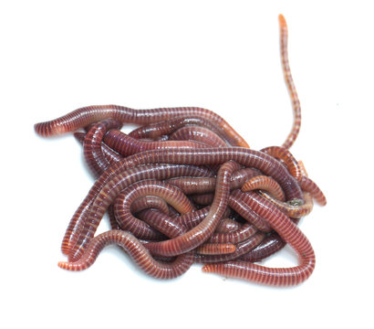 earthworm on a white background