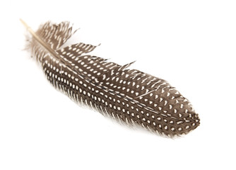 feather on a white background