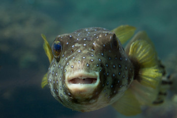 Puffer Fish © alkerk
