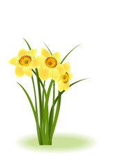 Spring Flowers. Yellow narcissus on white background