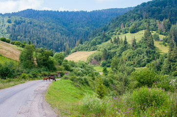 Landscape with forest mountains