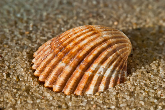 Shell 2