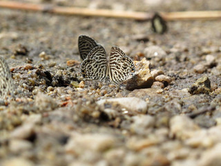 butterfly, Zebra Blue.
