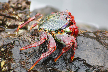 TIERE_0584_Krebs